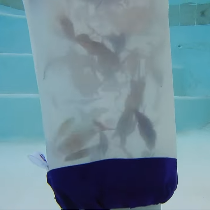 Underwater view of Clear Pool 45 Micron Micro Bag filled with collected leaves and debris visible through mesh